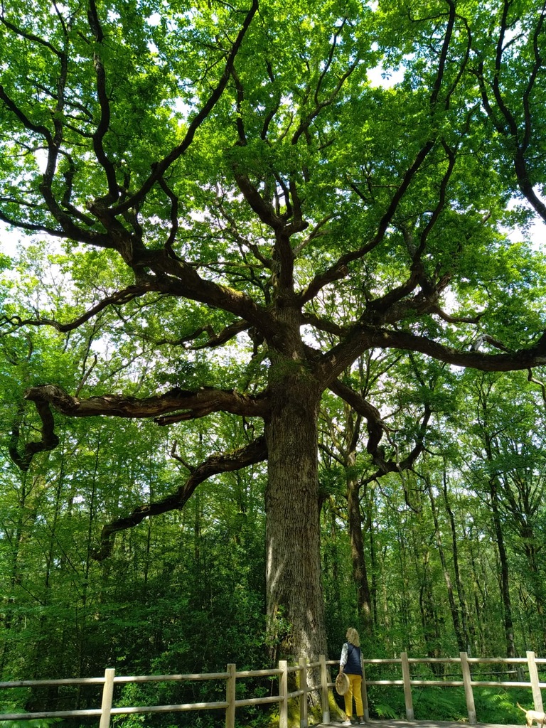 Chamanisme-créativité intuitive